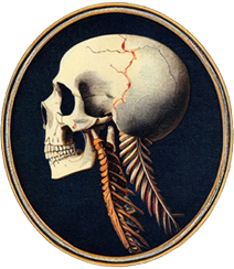 A vintage illustration, in the style of a cameo portrait, of a human skull in profile with a crack down the side.